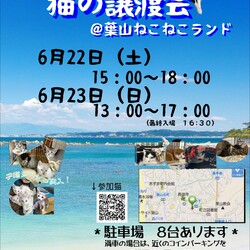 湘南地区最大級hayama-neko保護猫譲渡会 サムネイル2