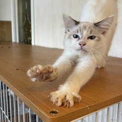 湘南地区最大級hayama-neko保護猫譲渡会 サムネイル3