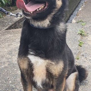 元気のいいミックス犬