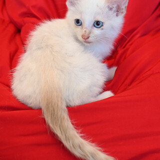 一旦停止シャム風ブルーアイの可愛い男の子、翔平くん