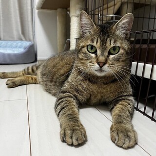 ひかり：人も大好きのママ猫