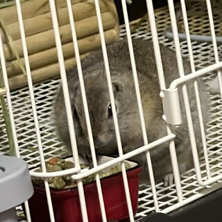 おっとりなリチャードソンジリスの男の子