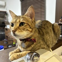あさり