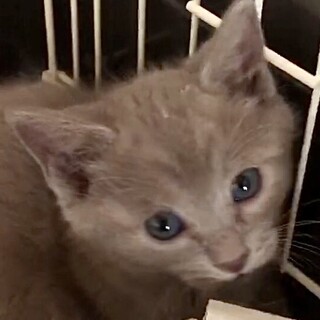 洋猫系不思議なグレージュ色懐こくて甘え子フー姫