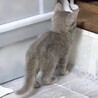 洋猫系不思議なグレージュ色懐こくて甘え子フー姫 サムネイル3