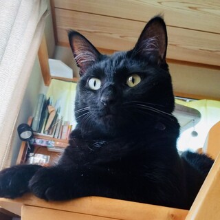 BIG Boy トランクス