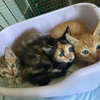 イケメン茶トラの子猫★オス