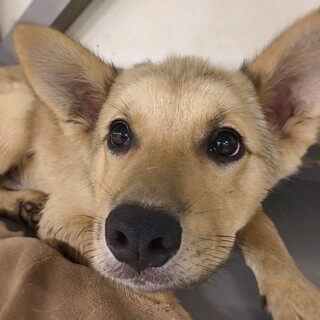 【相談中】ダッフィーみたいな　パイナップルくん