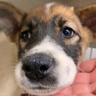 かわいい子犬　緑ちゃん　2ヶ月半