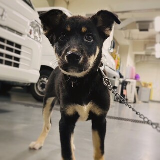 【相談中】かわいい子犬　露ちゃん　2ヶ月