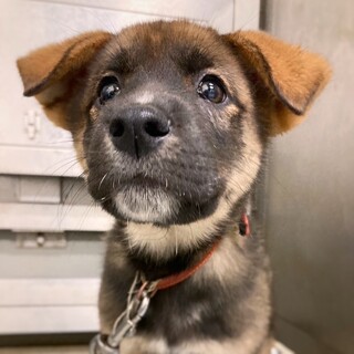 かわいい子犬　ドアくん　2ヶ月