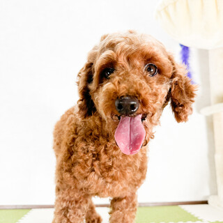 ママ引退のトイプードル・プップ6歳