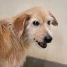 テリア系　三郎くん　新しい家族を探します！ サムネイル2