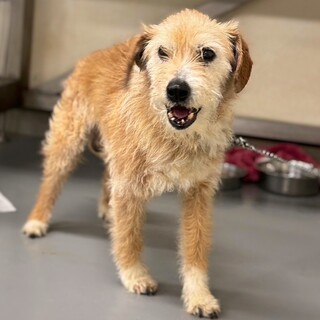 テリア系　三郎くん　新しい家族を探します！