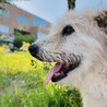 テリア系　三郎くん　新しい家族を探します！ サムネイル7