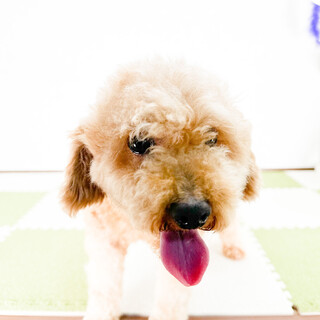 ママ引退のトイプードル・元気6歳