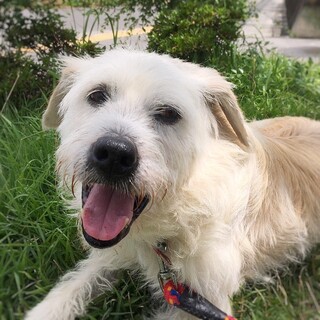 テリア系　史郎くん　新しい家族を探します！