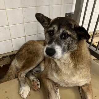 処分対象犬❗️延長なし❗️収容期限6月24日迄