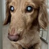 ミニチュアダックス オス サムネイル3