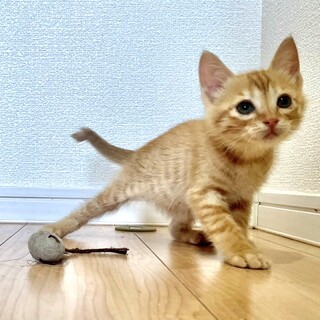 6匹兄弟・2匹一緒の譲渡希望☆みかん♂