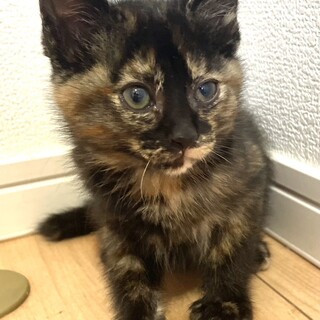 6匹兄弟・2匹一緒の譲渡希望♡あんず♀