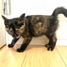 6匹兄弟・2匹一緒の譲渡希望♡あんず♀ サムネイル4