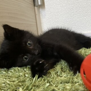 6匹兄弟・2匹一緒の譲渡希望☆メロン♂