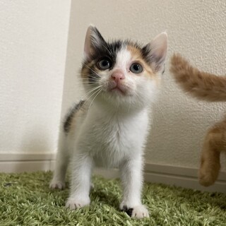 6匹兄弟・2匹一緒の譲渡希望♡すもも♀