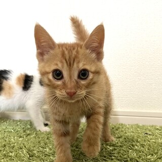 6匹兄弟・2匹一緒の譲渡希望☆デコポン♂