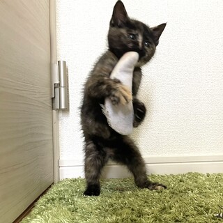 6匹兄弟・2匹一緒の譲渡希望♡バナ♀