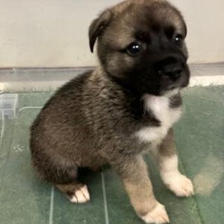 緊急！6月25日迄！　生後1ヶ月のまだ幼い子犬です