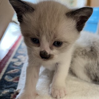 おっとりシャム柄の男の子　2ヶ月