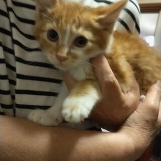 かわいい茶トラオス子猫の里親募集！