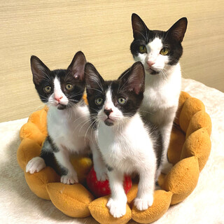 【9/8新橋】人馴れ抜群のママと健康優良児たち