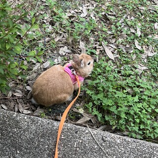 ネザー雄1歳をお迎え出来る方探してます。