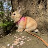ネザー雄1歳をお迎え出来る方探してます。 サムネイル2