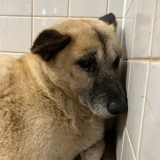 処分対象❗️収容期限6月24日❗️延長なしです