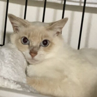 ベージュのシャム系、モナカちゃん