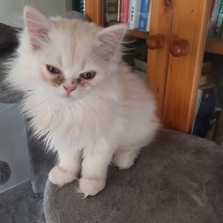 里親候補が見つかりそうなため掲載中止待ち