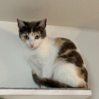 おかっぱヘアの、ミリちゃん