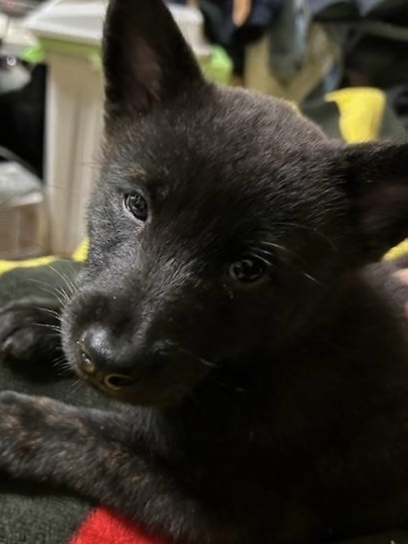 甲斐犬子犬 応募多数の為...」大阪府 - 犬の里親募集(491745) 1枚目の 