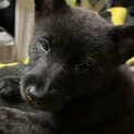 甲斐犬子犬　応募多数の為一旦締切ます。