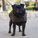 ＊黒パグの女の子＊