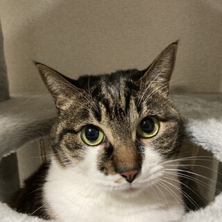 こまち:6歳の雑種の女の子