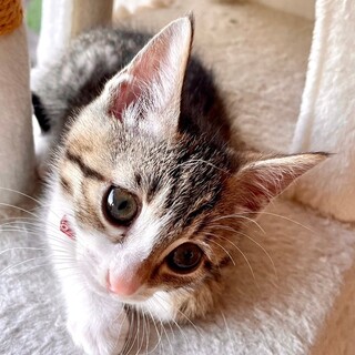 募集停止パッチリキジ白女子❤️ビビンバ