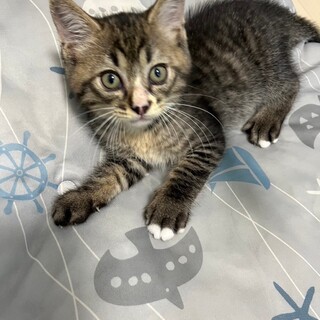 無邪気な♡しんくん