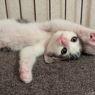 ゴロゴロかまってちゃん♡金華くん