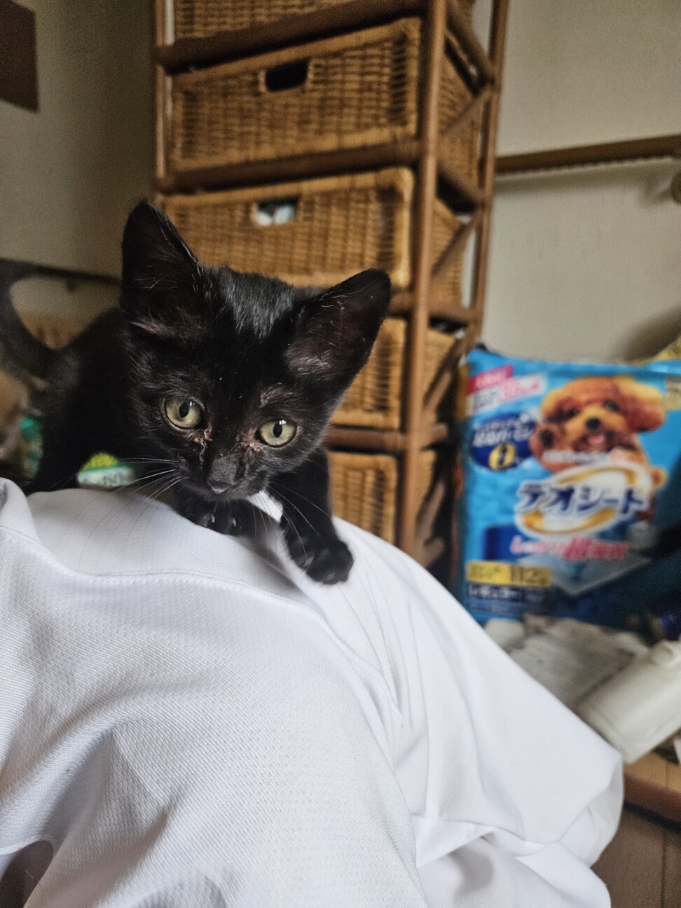 小さめ生後1ヶ月半すぎ人懐っこい♀あさぎちゃん サムネイル3