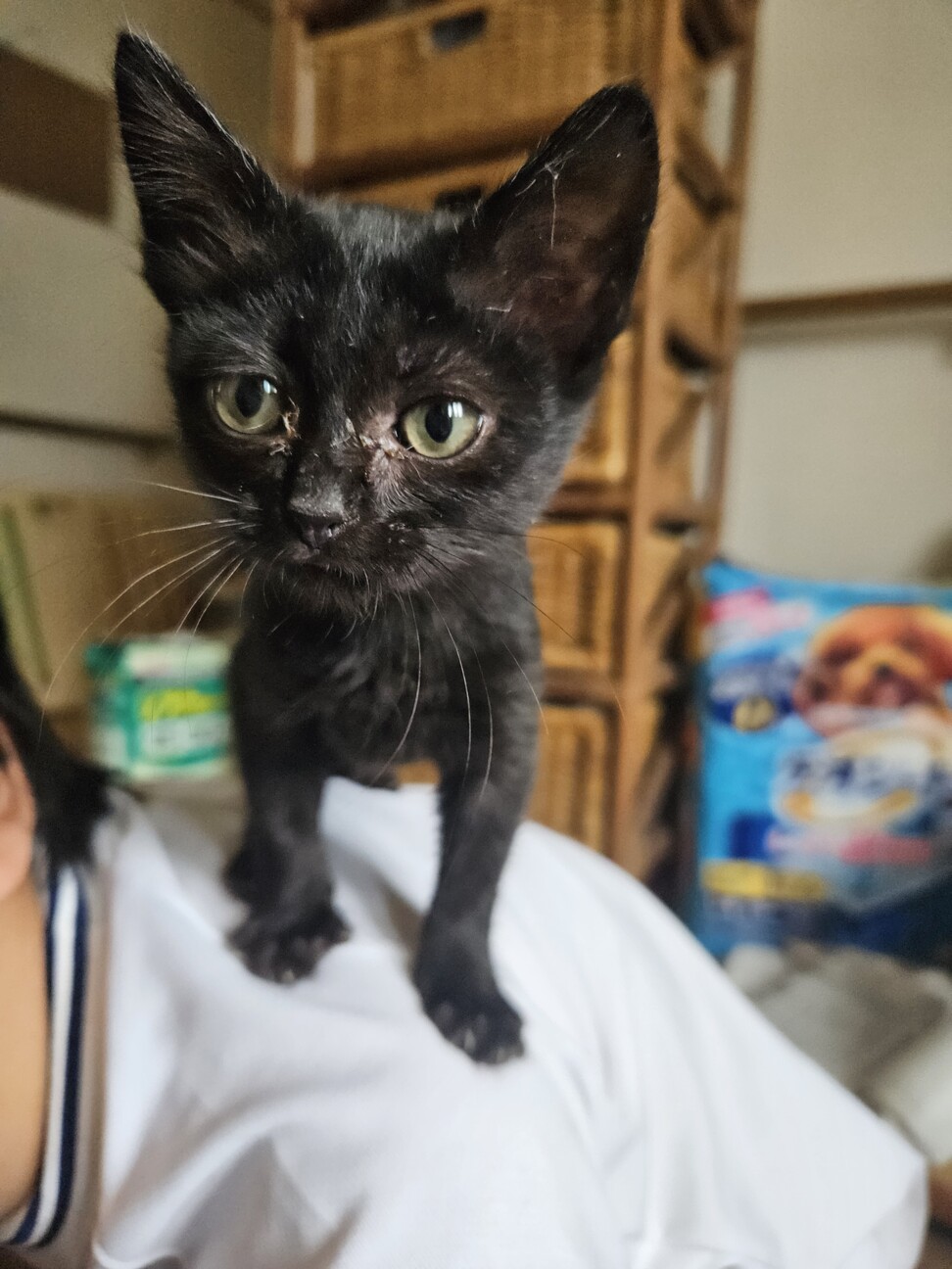 小さめ生後1ヶ月半すぎ人懐っこい♀あさぎちゃん サムネイル5