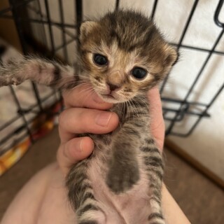 希望の子を教えてくださいね♩